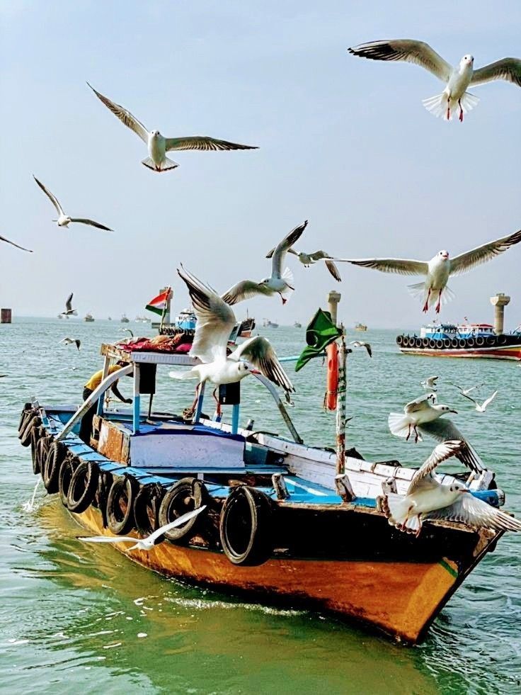 Bird Watching (Seasonal)